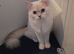2 beautiful ragdoll/Scottish straight kittens to be rehomed
