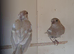 4 hen chaffinch mutation