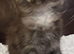 Maine coon