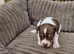 Jack russell pups ready soon