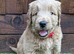 Sunning littler of Australian Double Doodles from Health screened parents