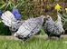 Silver seabright.....breeding pair