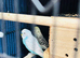 2 Pairs of Proven Breeding Budgies