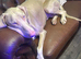 WOW /// ICE TEA pink Doberman