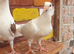 Saddle racing pigeons for sale