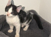 Female Kitten