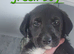 Labadoodle cross border collie