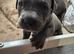 Beautiful American bulldog x cane corso