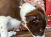 Stunning Red/ white border collie pups