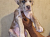 Mastiff X {merle}