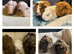 Guinea pig pups for sale in Peterborough