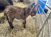 Mediterranean mini donkeys