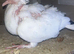 Mixed young pigeons for sale