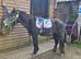 12.2HH DARTMOOR HILL GELDING