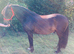 14.3h mother daughter share 15yr gelding