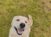 Male Golden retriever pure breed