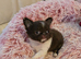 Xx Quality chihuahua longcoat chocolate Xx