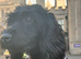 Cockerpoo