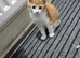 Kittens for sale