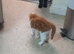 4 very beautiful,  cute adorable kittens for sale