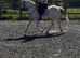 Stunning 13hh 12 year old mare