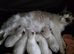 Pure Ragdoll kittens.1 male available.