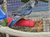 Stunning Young Rosella & Pennants available