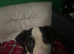 American Bully puppies - urgent rehoming