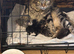 Stunning Bsh x chunky kitten’s for sale