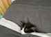 Female kitten