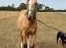 Handsome Buckskin gelding