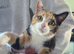 X2 6 month old bonded kittens! Male & female