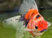 Orandas and Ranchu