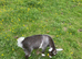 Pygmy Goat Kid For Sale