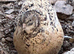 Quail Hatching eggs