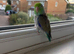Pacific parrotlet