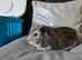 Guinea pigs male and female