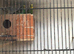 Complete budgie setup including birds