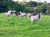 Jacob sheep ewes