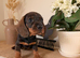 Exceptional standard wire haired dachshund puppies