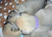 Beautiful Chihuahua Puppies