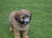 Heavenly Harriet &ndash; 6 Month -Old Tibetan Terrier Puppy Looking for Her Forever Home