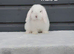 Purebred mini lop rabbits