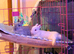 2x gorgeous Young Pure Bred Netherland Dwarf Bucks