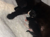 Two beautiful kittens