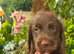 Miniature labradoodles