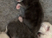 Ragdoll kittens born on the 10/7/26