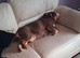 English bulldog