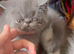 Exotic kittens