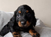 Mini long hair dachshund dapples and tans
